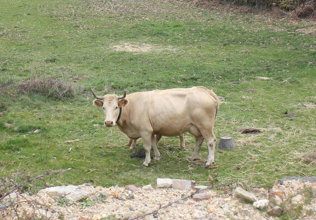 Casa Rural La Calzada El Payo Esterno foto
